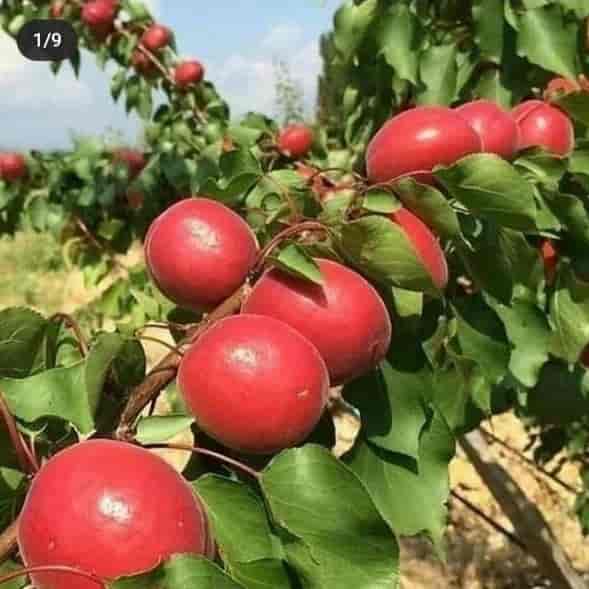 زردآلو ترکیه