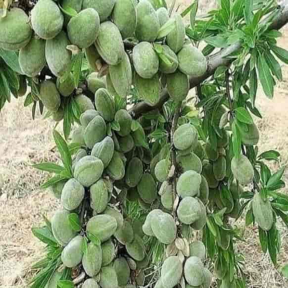 بادام تنوع