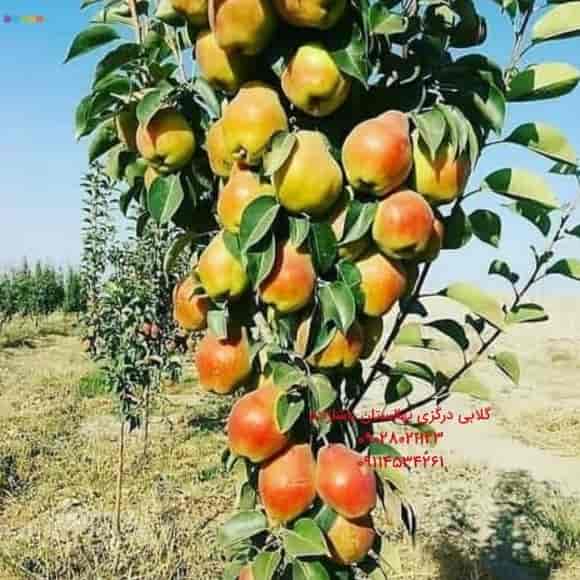 گلابی درگزی