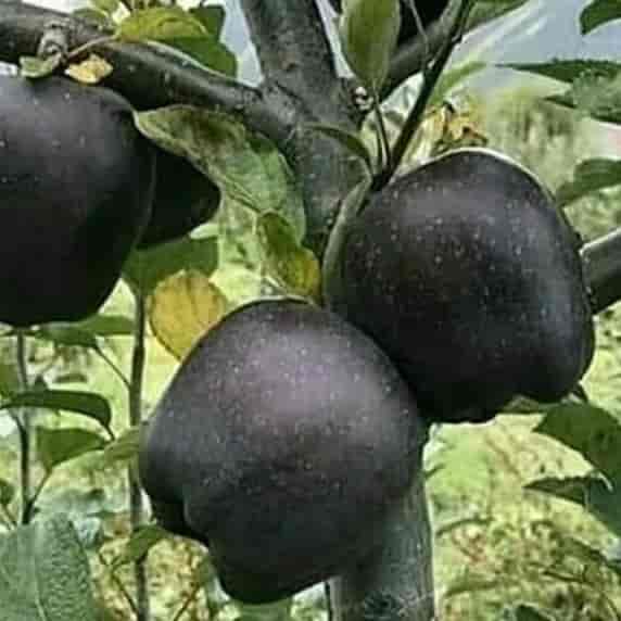 سیب مراکل