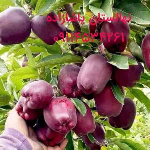 سیب پنج پر قرمز