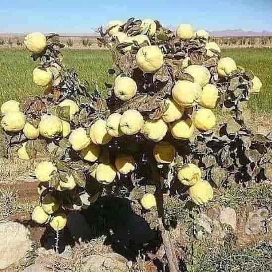 به اصفهان