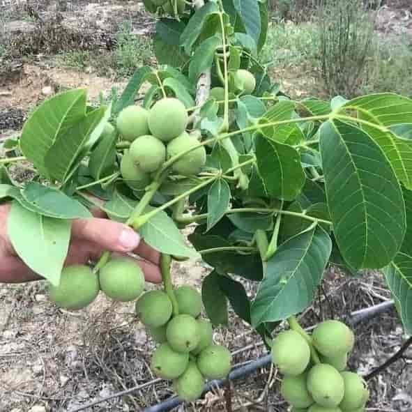 گردو ژنوتیپ برتر