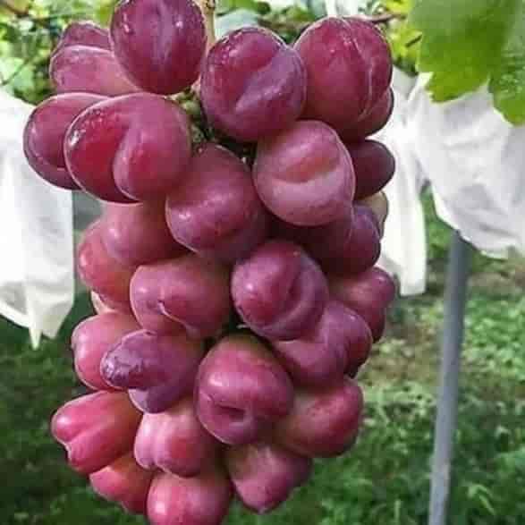 انگور موسکات