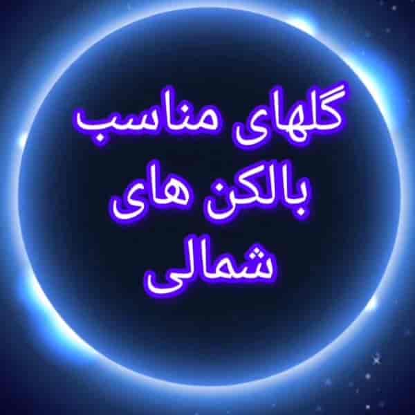 گل های مناسب بالکن های شمالی