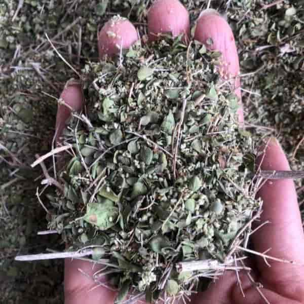 فروش آویشن کوهی