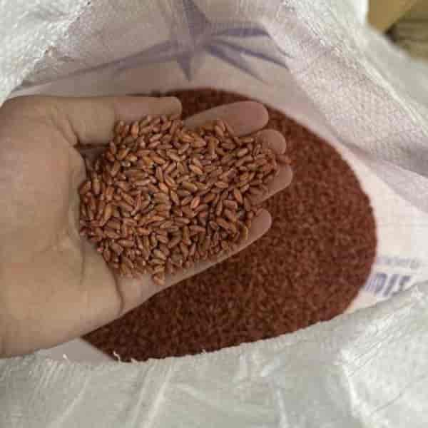 بذر هیبرید گندم اوکراینی (Yaldz)
