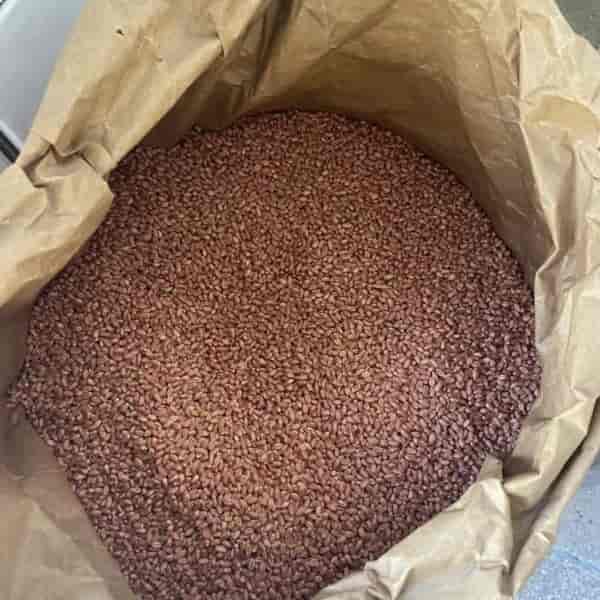 بذر هیبریدی گندم تیگم( Tigem )