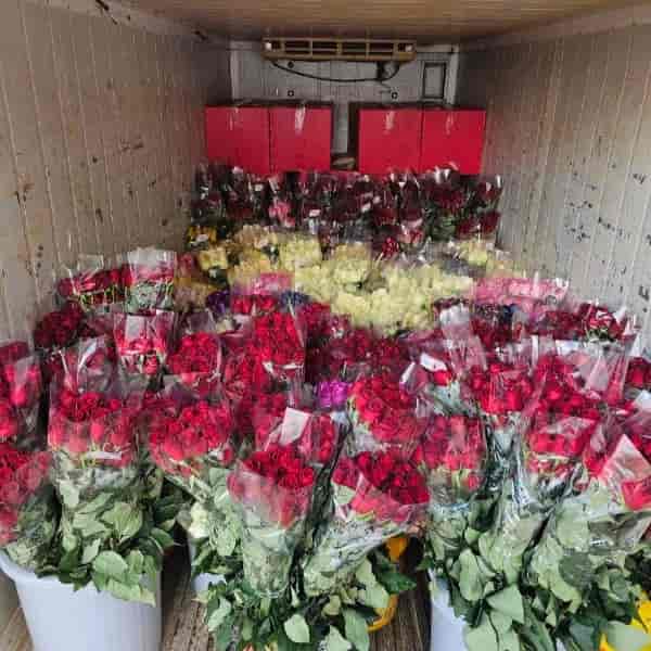صادرات