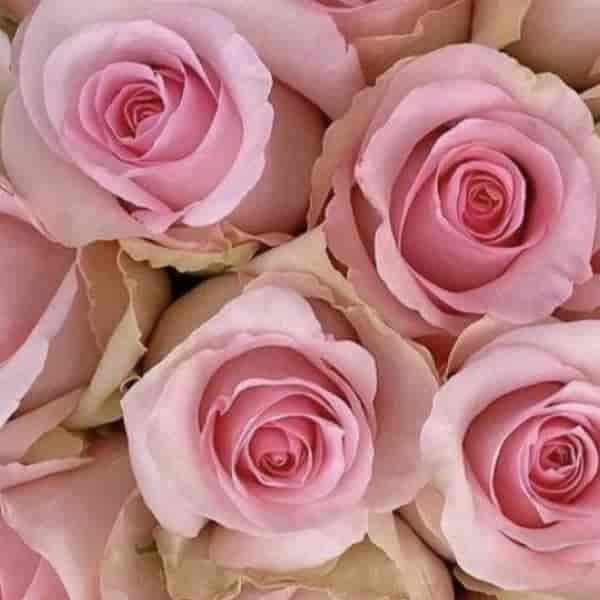 گل رز سوییت آوالانچ