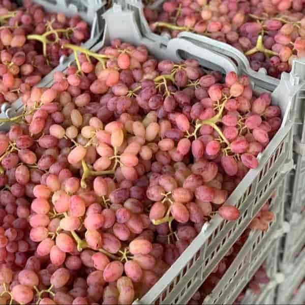 انگور قرمز