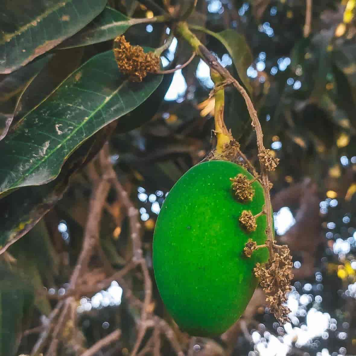 انبه سبز