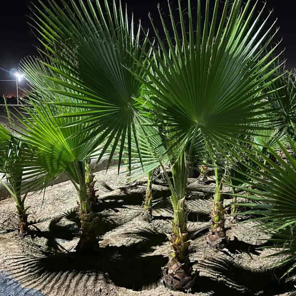 پالم زمینی تنه دار