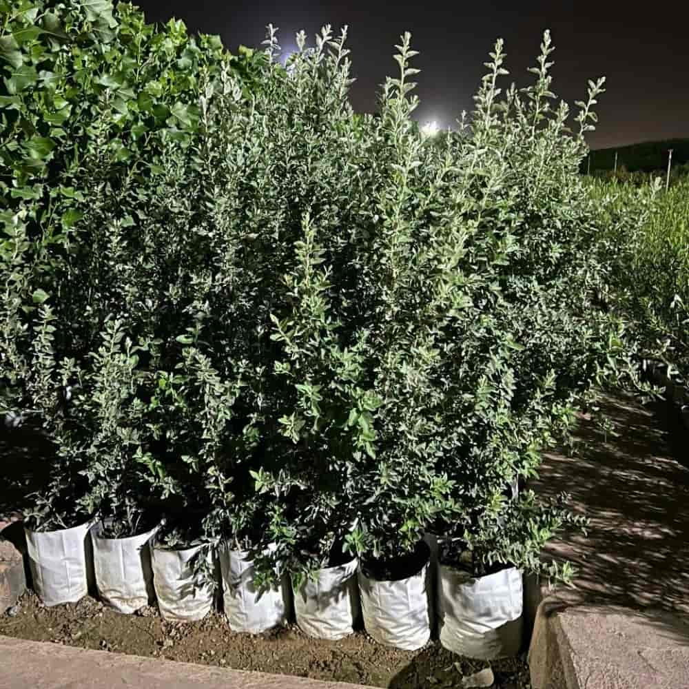سنجد شاه حسینی