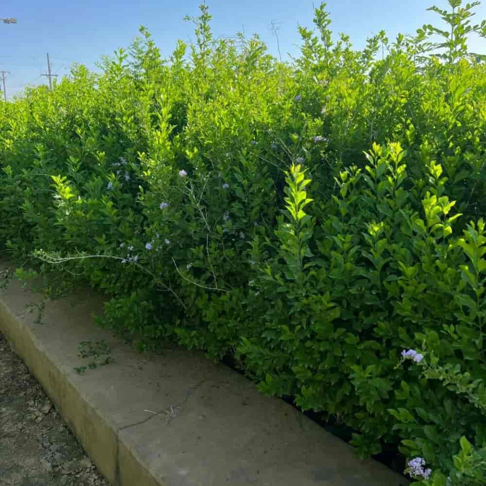 یاس آبی
