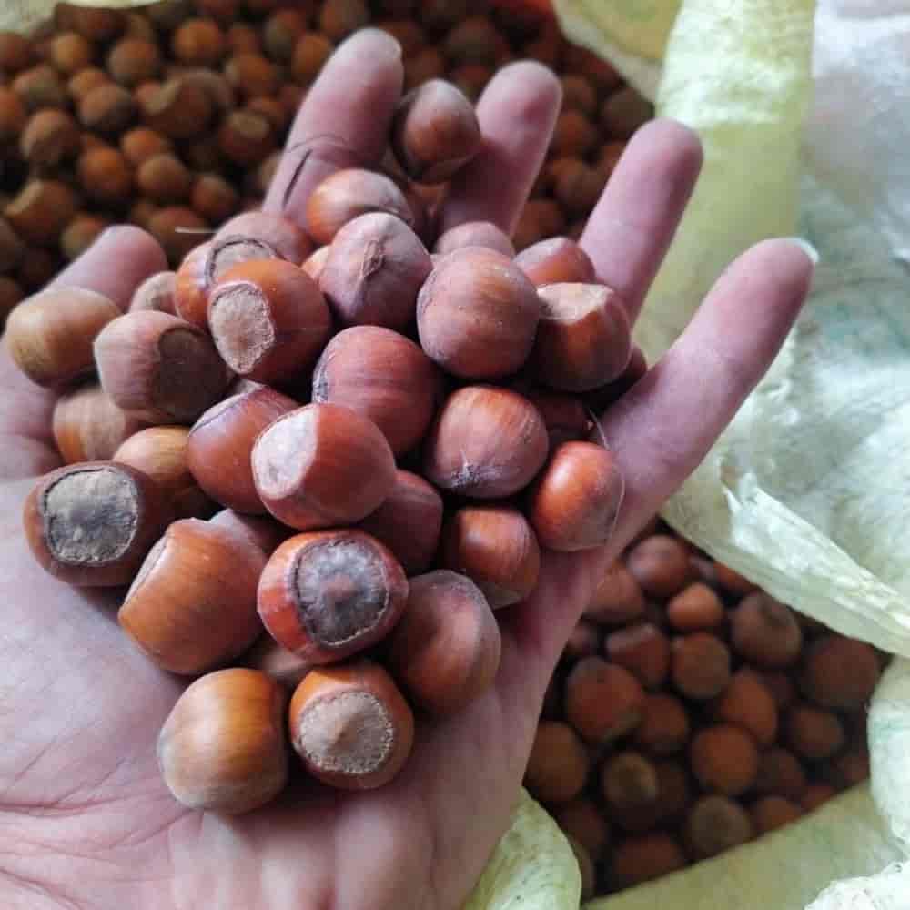 فندق تازه