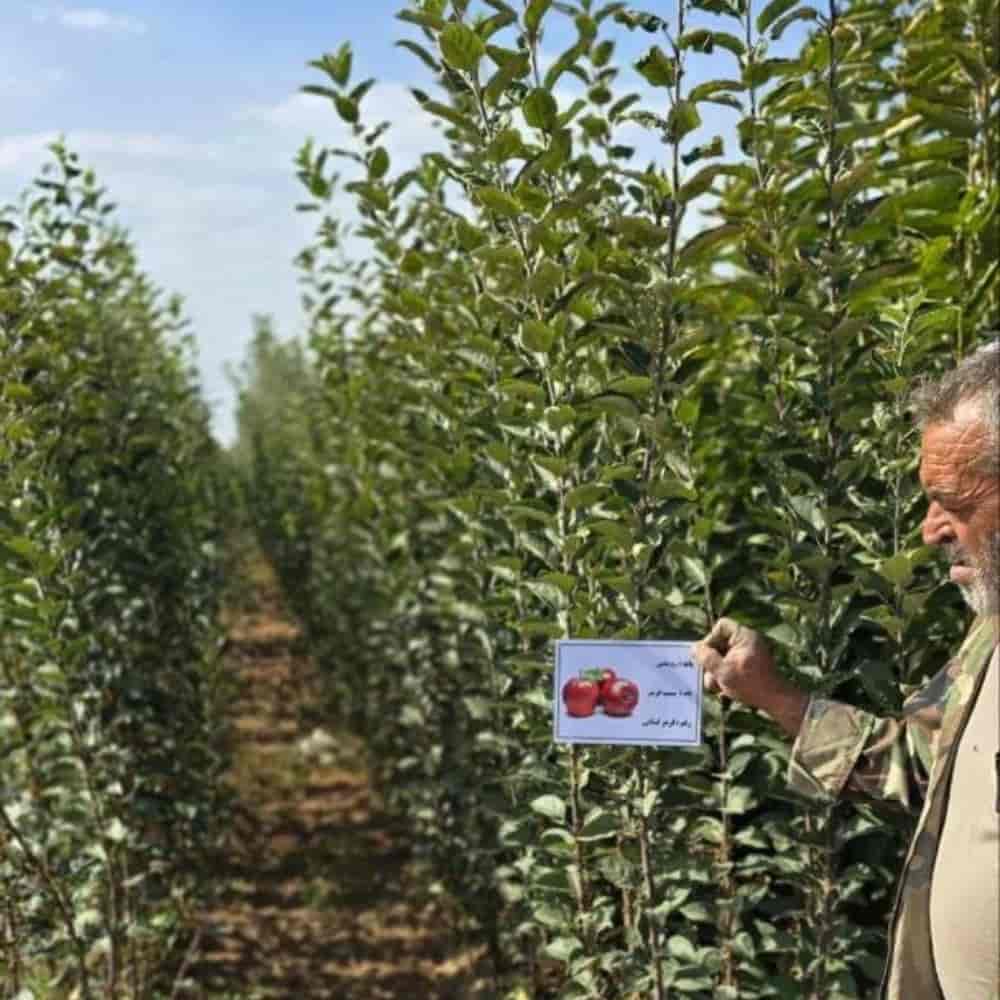 سیب قرمز لبنان