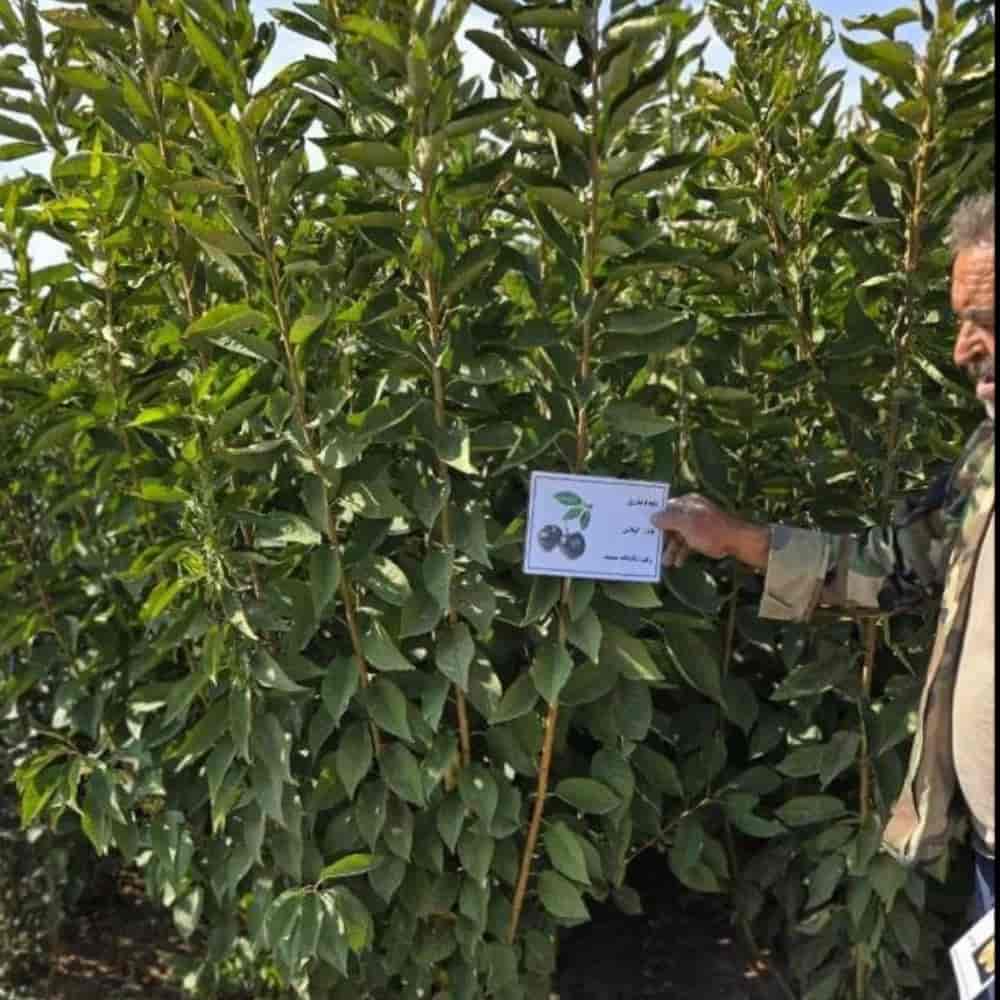 گیلاس تکدانه مشهد