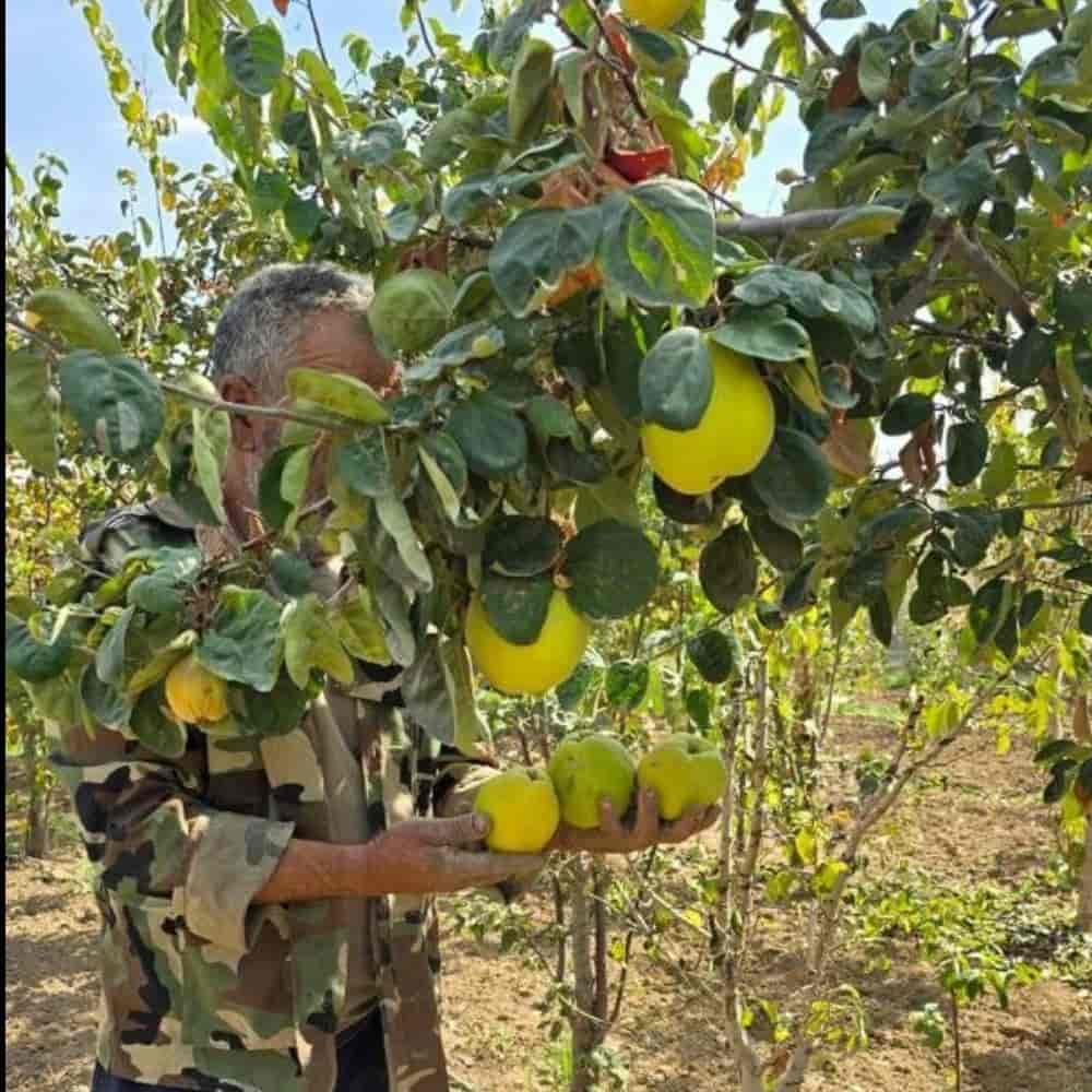 میوه به