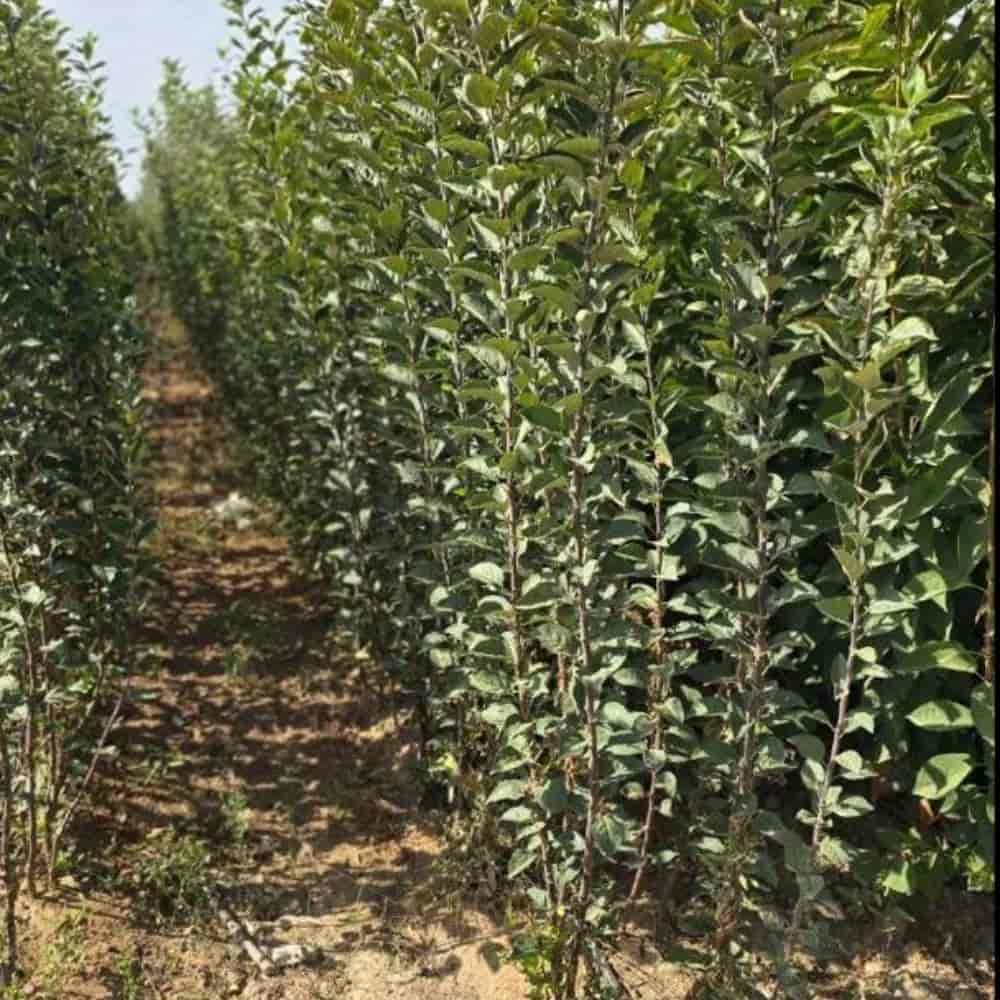 نهال سیب دوساله اسموتی
