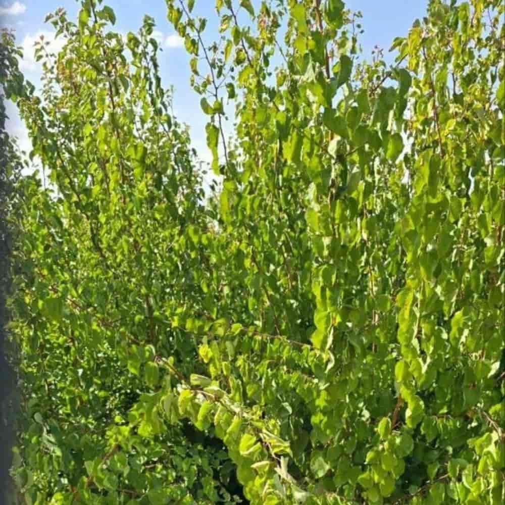 نهال دوساله زرد آلو کرجی