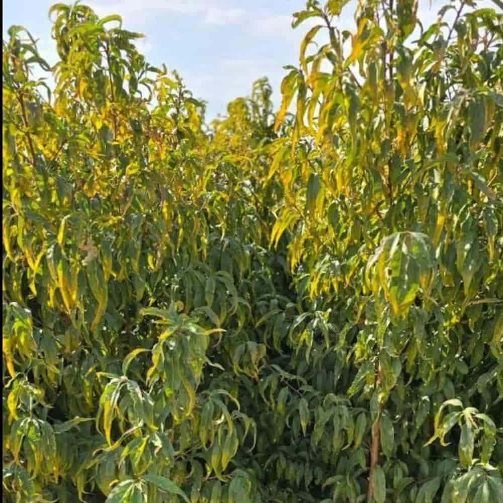 نهال دوساله هلو خونی
