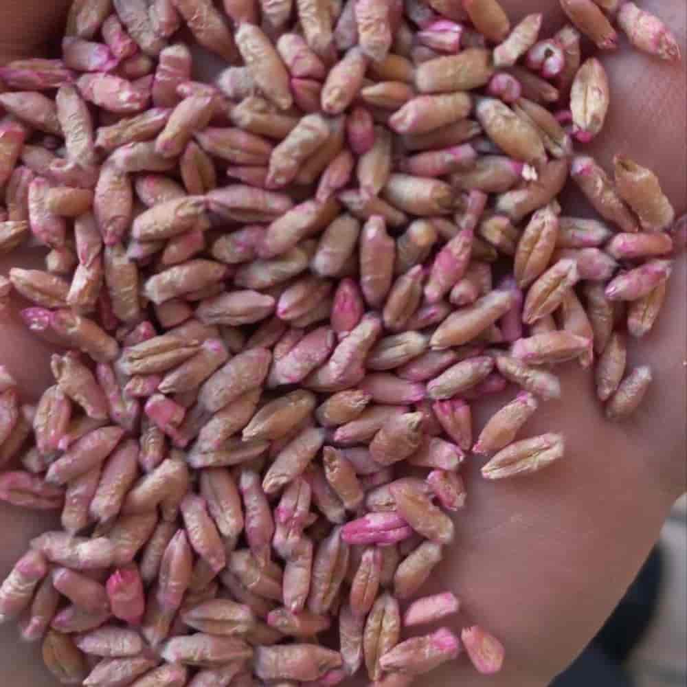 بذر گندم تریتیکاله مادری