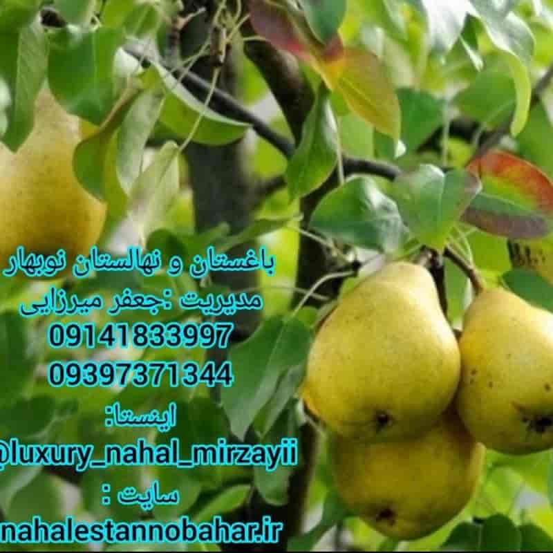 نهالستان و باغستان نوبهار