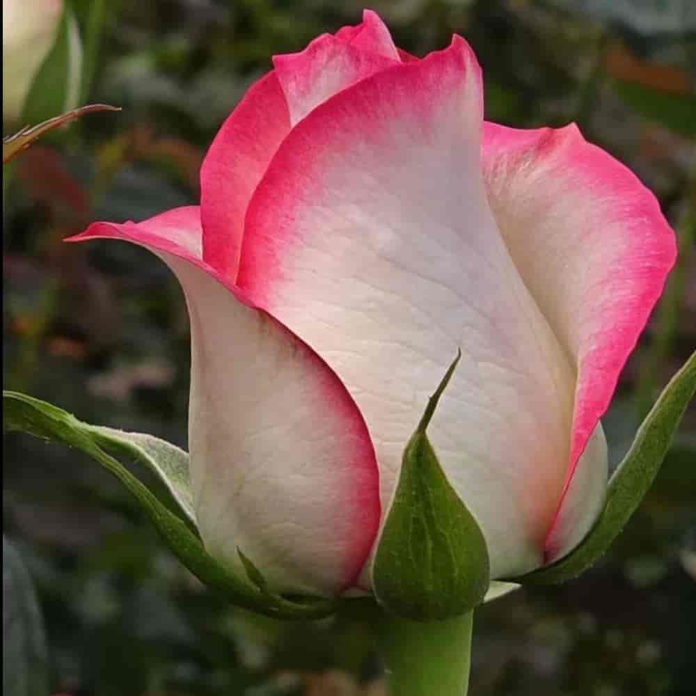 گل رز جومیلیا