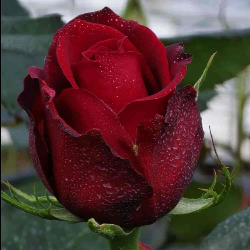 گل رز سامورایی