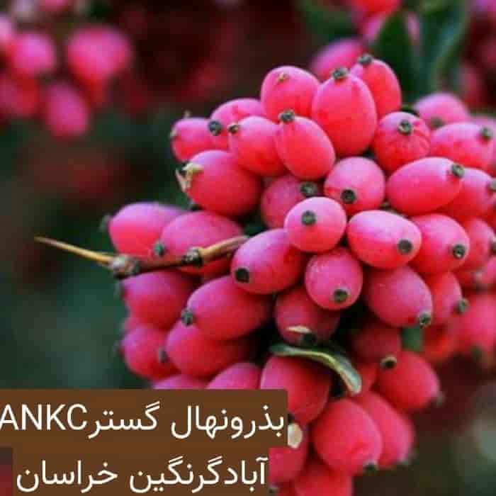 نهال زرشک قائنات