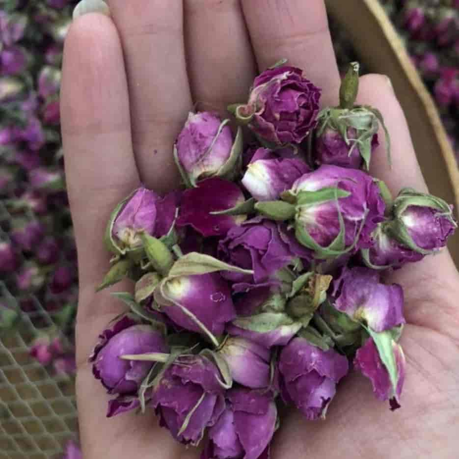 صادرات غنچه گل محمدی به عراق