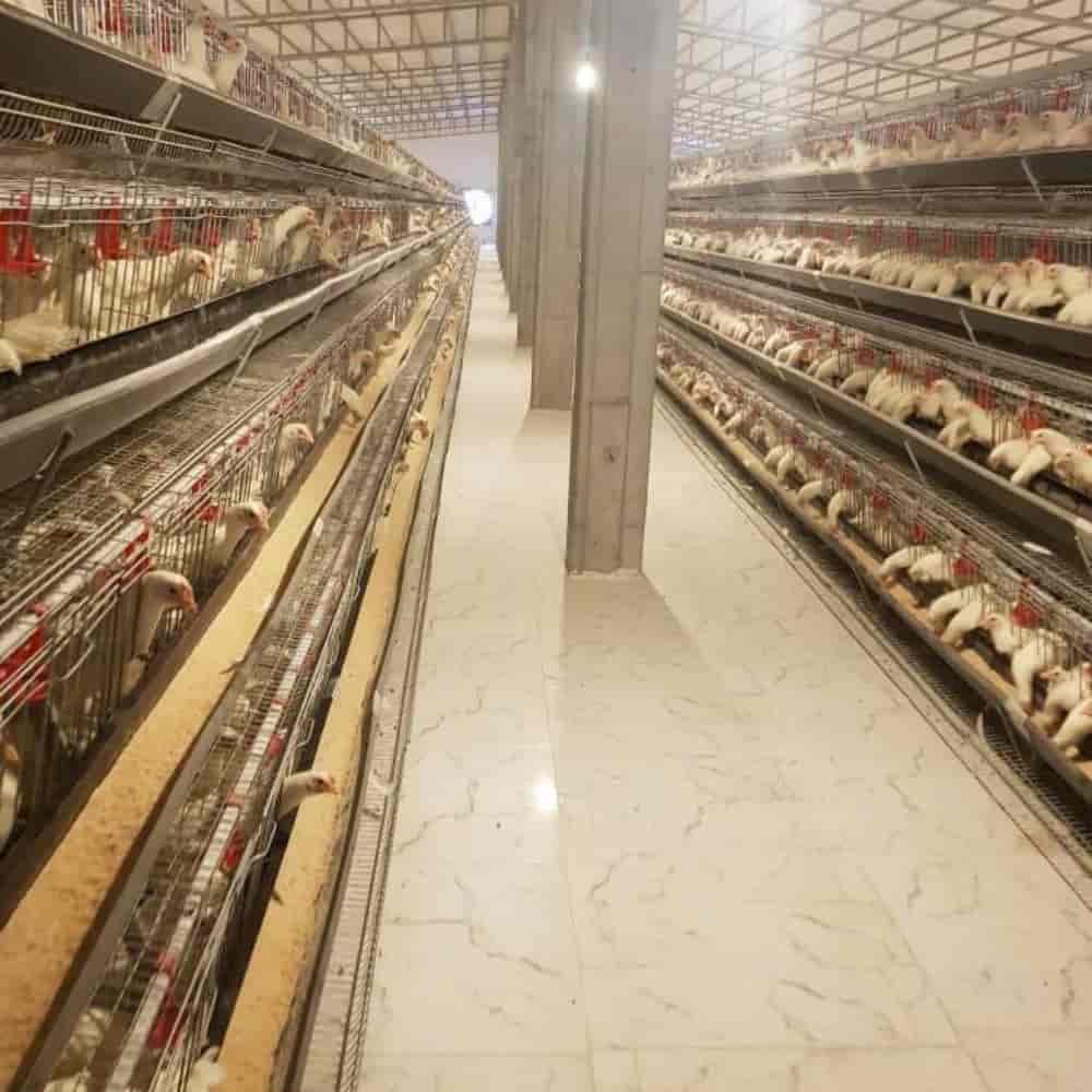قفس مرغ تخمگذار منبری نیمه اتومات