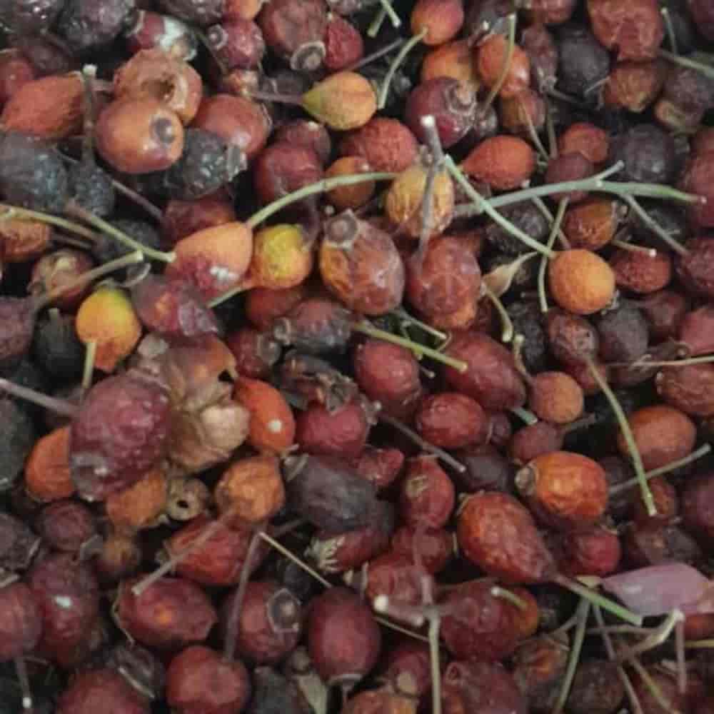 میوه نسترن