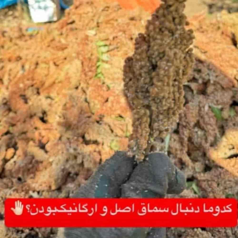سماق خوشه اعلا کردستان