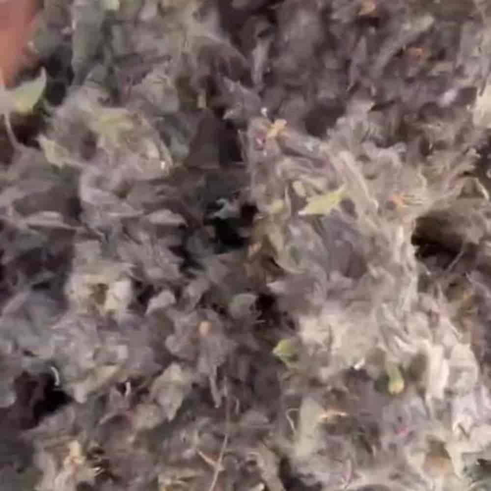 چای کوهی پنه خالص