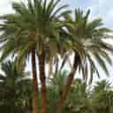 نخل ماهر نواصری