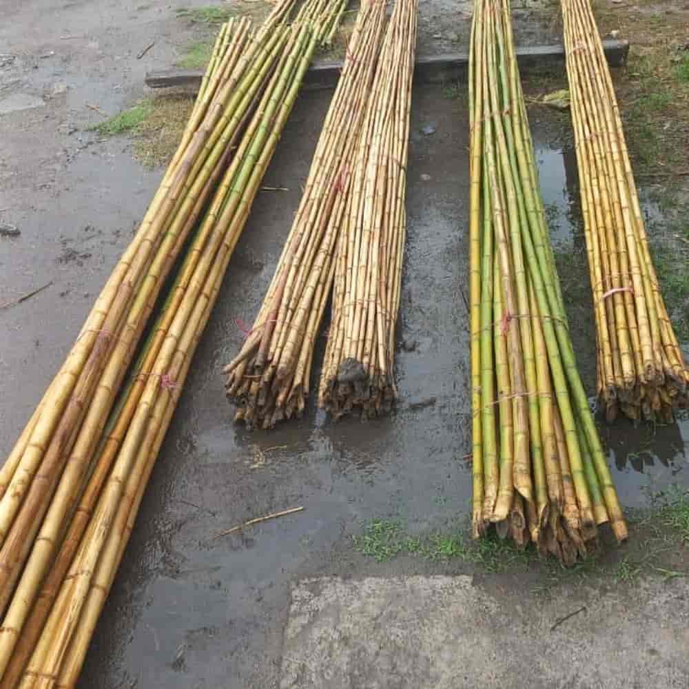چوب بامبو
