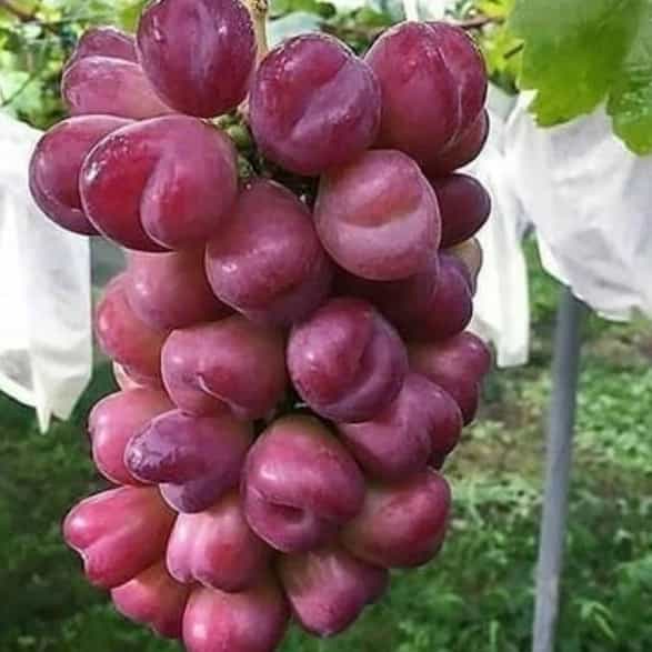 1715410199531.webp