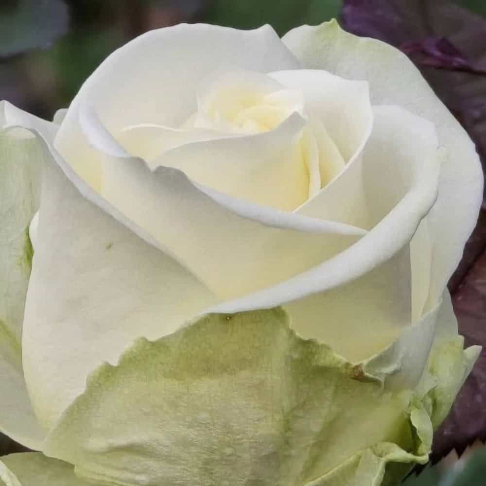 1731744776518.webp