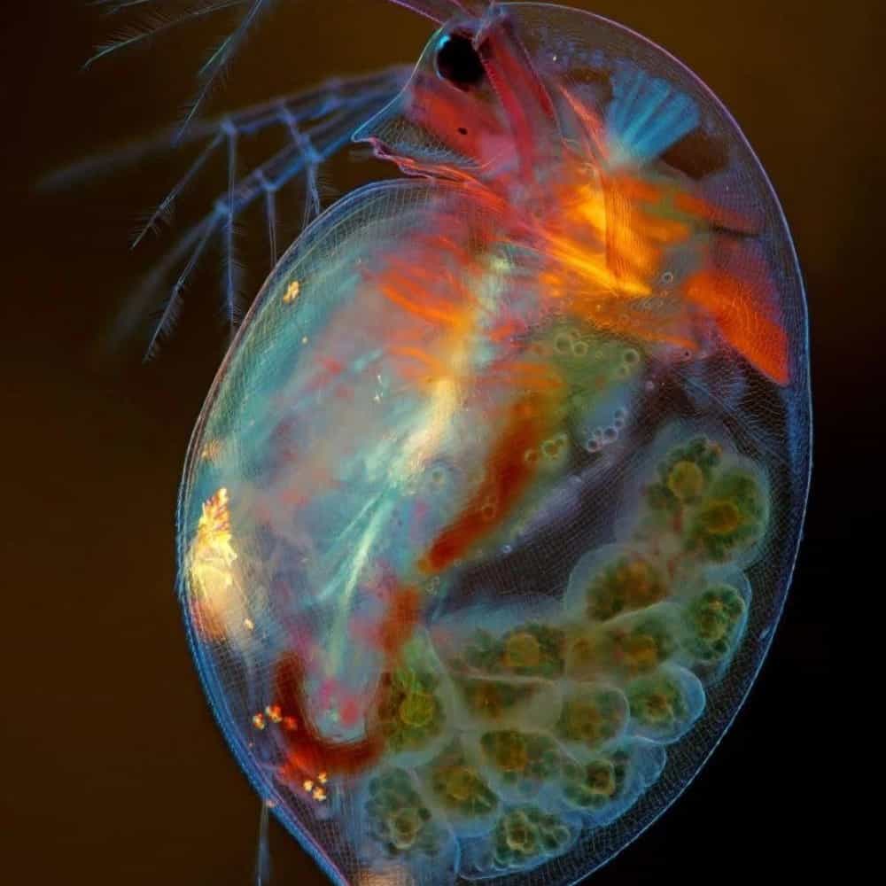 1742192611969.webp