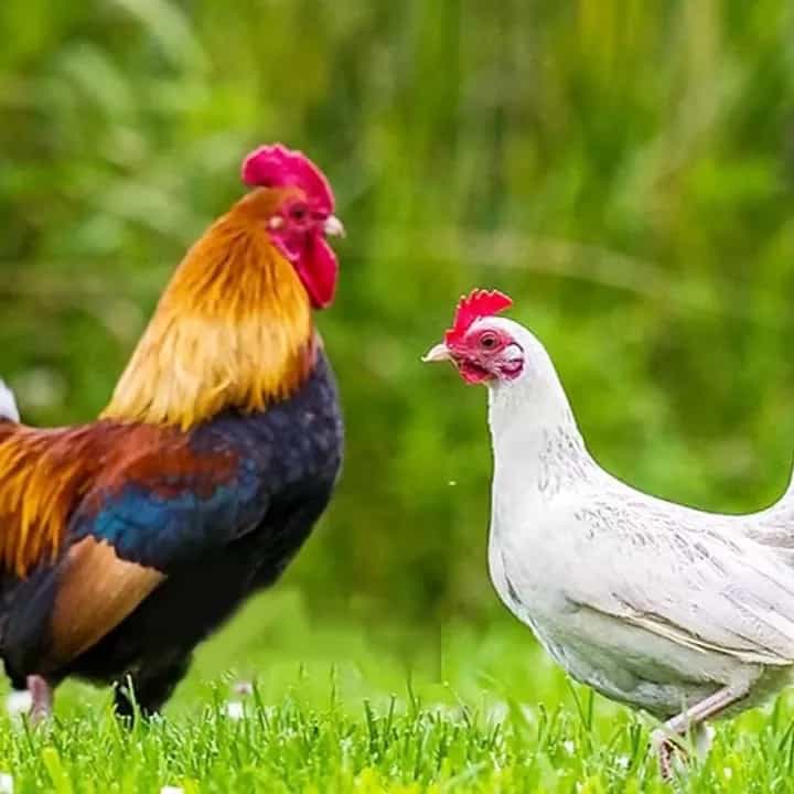 1689403316916.webp