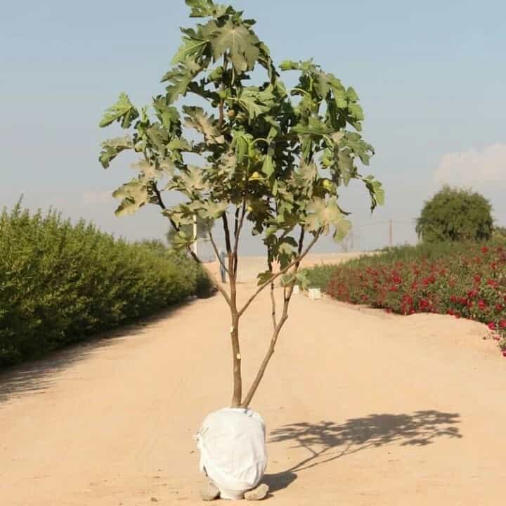 1693911779224.webp