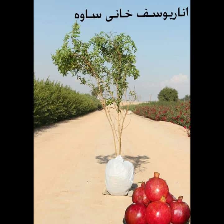 1693911818146.webp