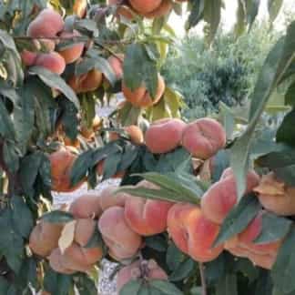 1696754436409.webp