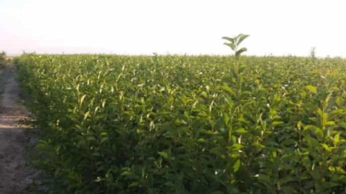 روش های کاشت انواع نهال