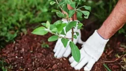 بهترین زمان کاشت نهال