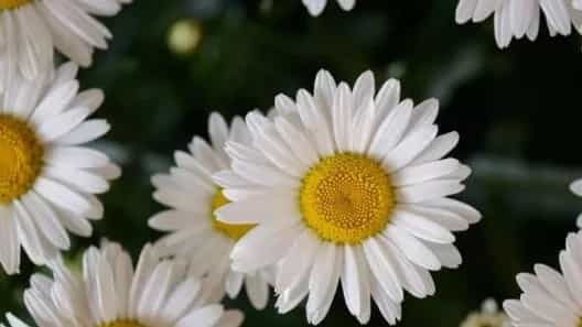 باغچه حیاط چه بکاریم
