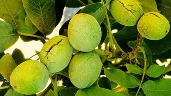 راهنمای انتخاب و کاشت نهال گردو
