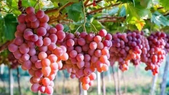 درخت انگور و طرز نگهداری از آن